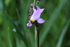 Primula tetrandra