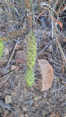 Image of Opuntia pubescens by (c) Gustavo ZaRo, some rights reserved (CC BY)