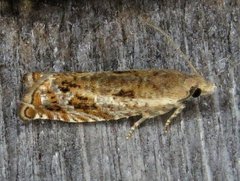 Epinotia solicitana