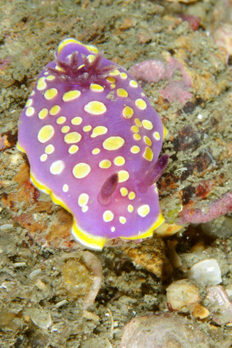 Felimida luteorosea