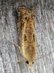 Epinotia solicitana