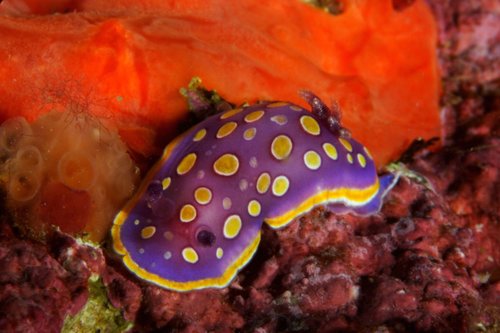 Felimida luteorosea