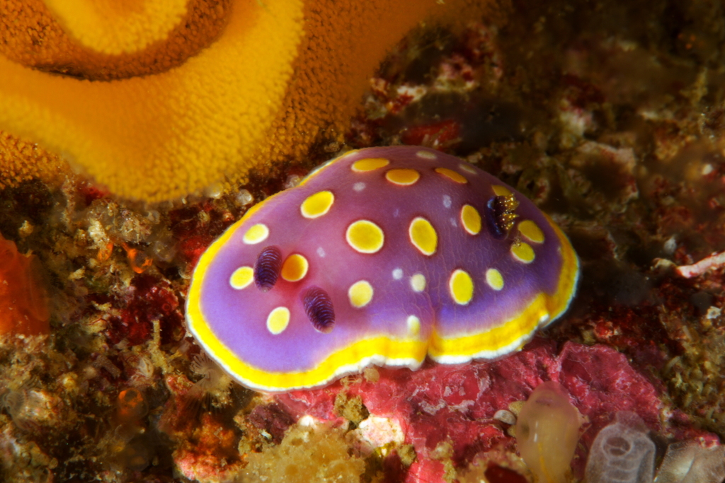 Felimida luteorosea
