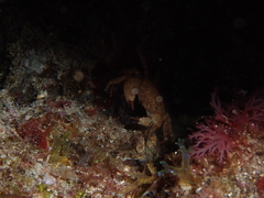 Pilumnus