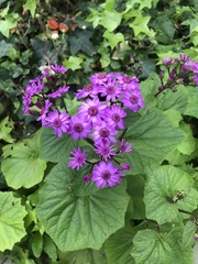 Pericallis × hybrida
