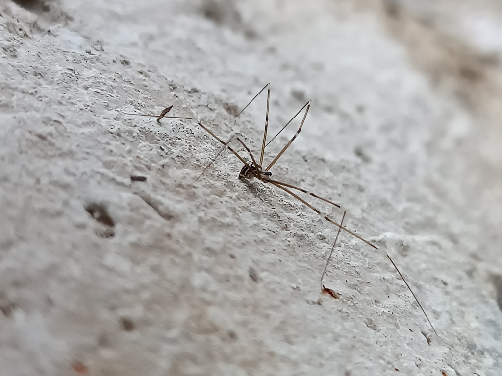 Modisimus vittatus