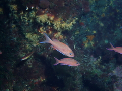 Anthias anthias