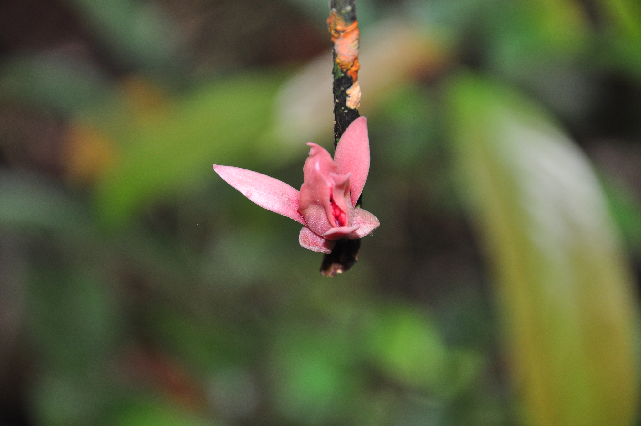 Duguetia