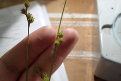 Carex reniformis