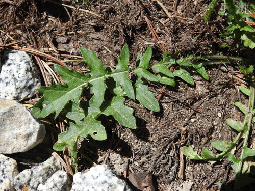 Image of Coincya monensis by (c) Yves Bas, some rights reserved (CC BY)