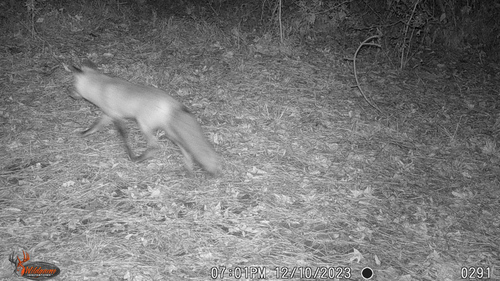 Red Fox photographed in Louisiana