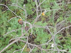 Solanum elaeagnifolium