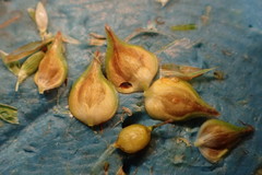 Carex fissa