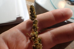 Carex fissa