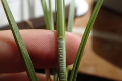Carex fissa