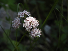 Valeriana nasturtiifolia (Valeriana nasturtiifolia)