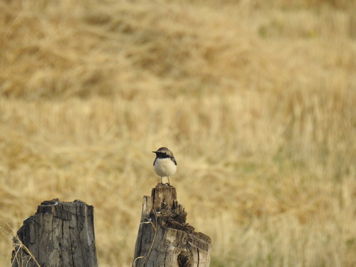 Pied Wheatear