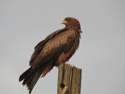 Yellow-billed Kite