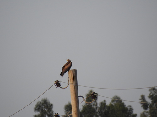 Black Kite