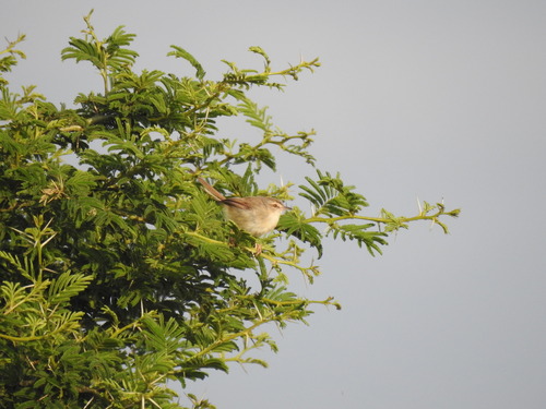 Tawny-flanked Prinia