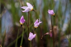 Primula tetrandra