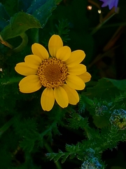 Anacyclus radiatus