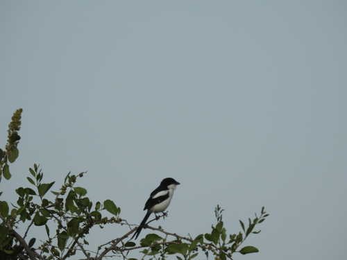 Northern Fiscal