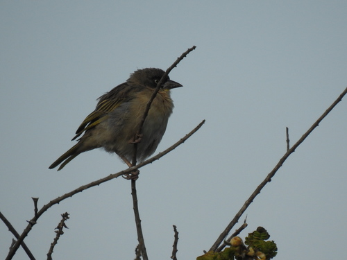 Baglafecht Weaver