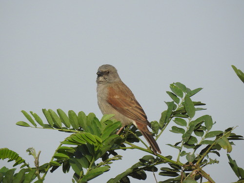 Swainson's Sparrow
