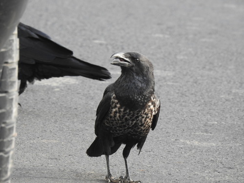 Pied Crow