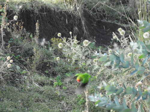 Black-winged Lovebird