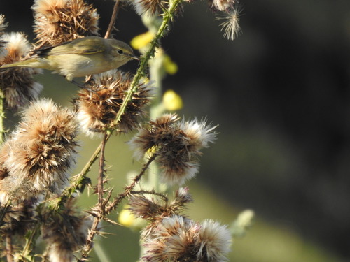 Willow Warbler