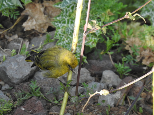 Yellow-crowned Canary