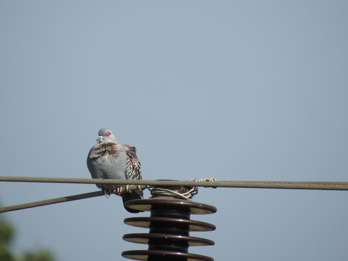 Speckled Pigeon