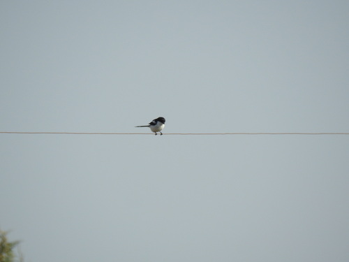 Northern Fiscal
