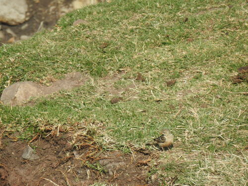 Ortolan Bunting