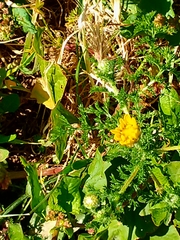 Anacyclus radiatus