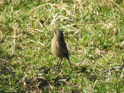 Moorland Chat
