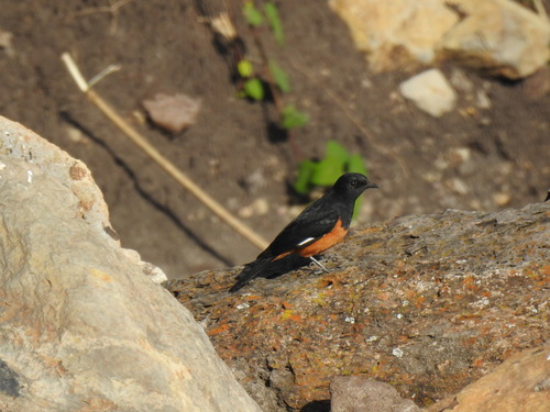 White-winged Cliff-Chat