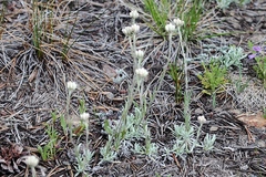 Antennaria rosea