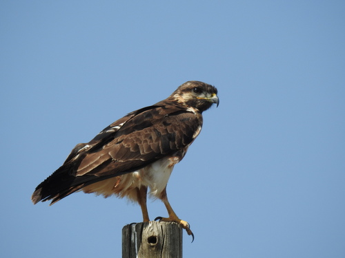Augur Buzzard