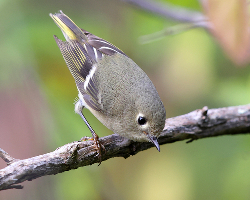 Ruby-crowned Kinglet, photo 3 of 10