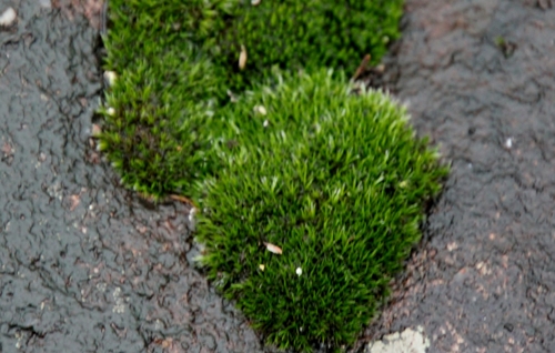 Grimmia laevigata