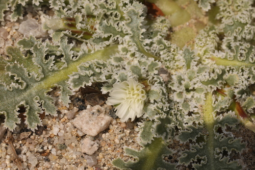 Image of Carveseed (Glyptopleura marginata) by (c) Steve Matson, some rights reserved (CC BY)
