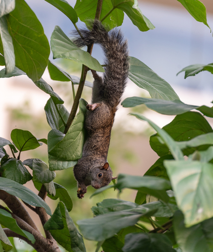 Yucatán Squirrel, 77734 Barceló Maya, Q.R., Mexico, photo 9 of 10