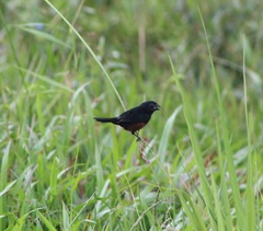 Sporophila angolensis