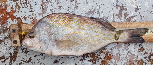 Brassy grunt (Orthopristis chalceus) — Haemulidae — 2