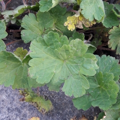 Geranium molle