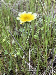 Layia gaillardioides