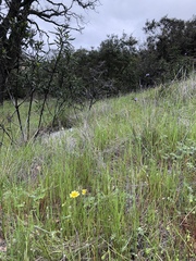 Layia gaillardioides